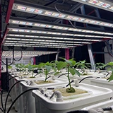 Redfarm Hydroponics System Indoor Growing System Commercial LED Grow Lights 1000W Bud Booster Light